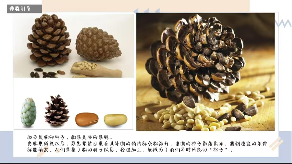 科学：松果的秘密