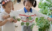 山药豆藤之测量