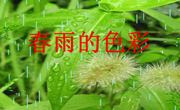 中班语言：春雨的色彩