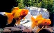 科学：美丽的小金鱼