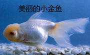 科学：美丽的小金鱼