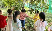 幼儿园里的枇杷熟了