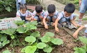 除草行动