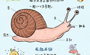 科学：蜗牛