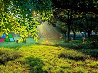 丁达尔效应下的金幼