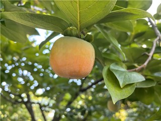 金幼的柿子红了