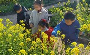 拾趣：油菜花开