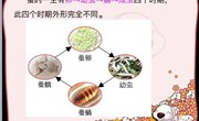 科学：蚕的一生