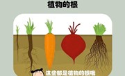 科学：根的秘密