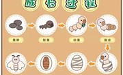 科学：蚕的一生
