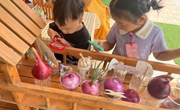 自然角观察：洋葱成长记